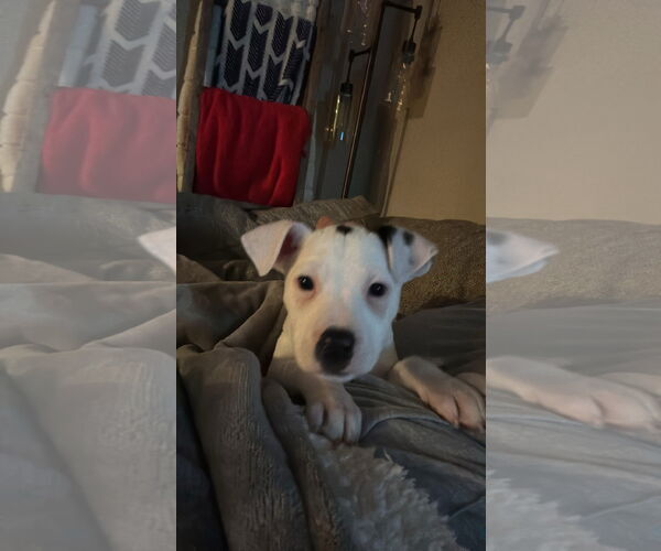 Medium Photo #2 Mutt Puppy For Sale in New London, WI, USA