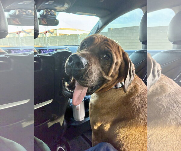 Medium Photo #3 Mastiff Puppy For Sale in Goodyear, AZ, USA