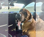Small #2 Mastiff