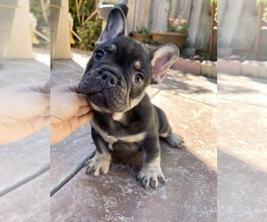 French Bulldog Puppy for sale in SALINAS, CA, USA