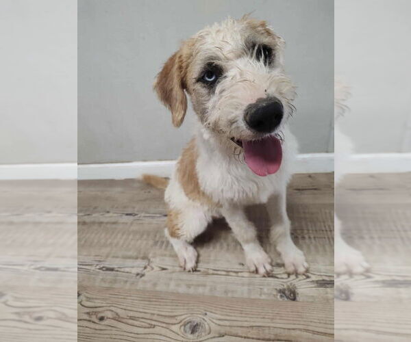 Medium Photo #4 Australian Shepherd-German Shepherd Dog Mix Puppy For Sale in Bolivar, MO, USA