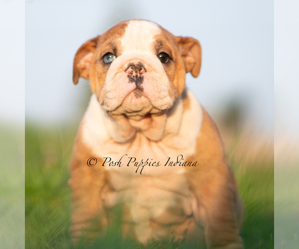 Medium Photo #7 English Bulldog Puppy For Sale in WARSAW, IN, USA