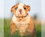 Puppy MABLE AKC English Bulldog