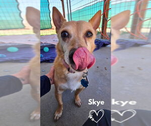 Mutt Dogs for adoption in Monte Vista, CO, USA