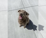 Small Photo #1 Labrador Retriever Puppy For Sale in RANCHO CUCAMONGA, CA, USA
