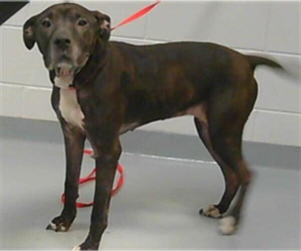 Medium Photo #1 American Pit Bull Terrier-Unknown Mix Puppy For Sale in St. Cloud, FL, USA