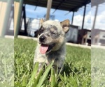 Small #4 Australian Cattle Dog