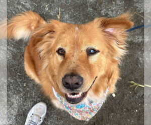 Chow Chow-Golden Retriever Mix Dogs for adoption in Brewster, NY, USA