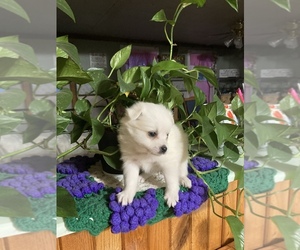 American Eskimo Dog Puppy for Sale in CARTHAGE, New York USA