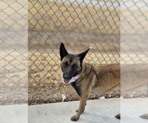 Medium Photo #4 Mutt Puppy For Sale in Imlay City, MI, USA