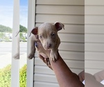 Small Photo #5 American Bully Puppy For Sale in RALEIGH, NC, USA