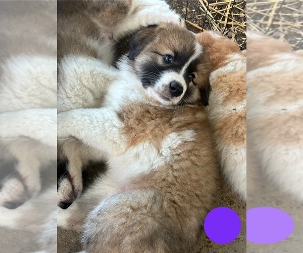 Medium Photo #19 Australian Shepherd-Great Pyrenees Mix Puppy For Sale in LUCAMA, NC, USA