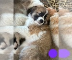 Puppy 6 Australian Shepherd-Great Pyrenees Mix