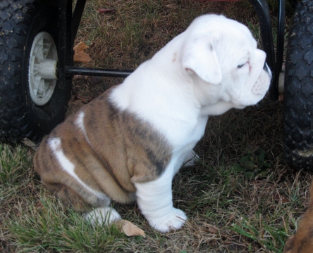 Medium Photo #1 Bulldog Puppy For Sale in BROOKTONDALE, NY, USA