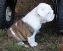 Small Photo #1 Bulldog Puppy For Sale in BROOKTONDALE, NY, USA