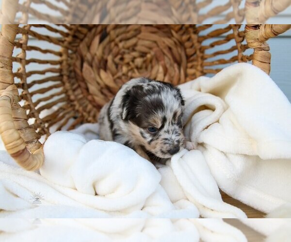 Medium Photo #6 Miniature Australian Shepherd Puppy For Sale in MARYSVILLE, IN, USA