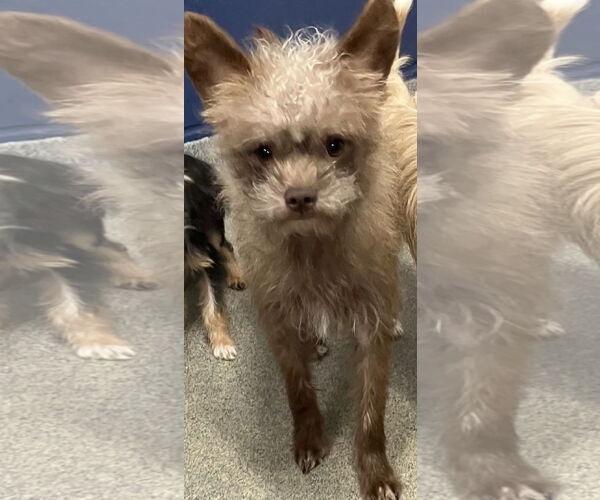 Medium Photo #1 Shih Tzu-Unknown Mix Puppy For Sale in Sterling, MA, USA