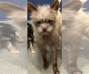 Shih Tzu-Unknown Mix Dogs for adoption in Sterling, MA, USA