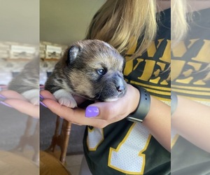 Pembroke Welsh Corgi Puppy for sale in MANITOWOC, WI, USA