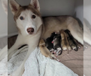 Mother of the Siberian Husky puppies born on 12/25/2022