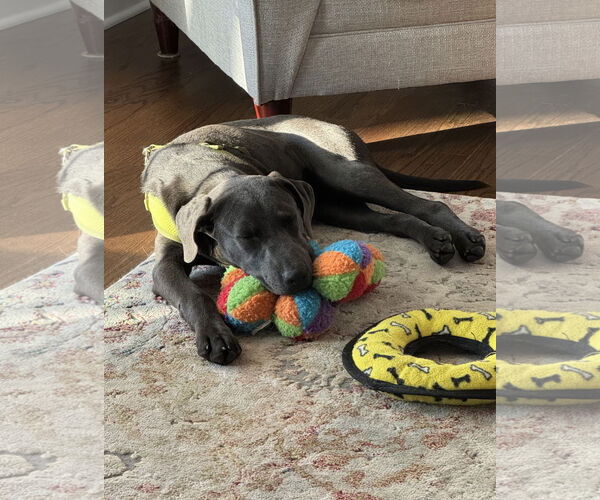 Medium Photo #3 Labrador Retriever-Unknown Mix Puppy For Sale in Wheaton, IL, USA