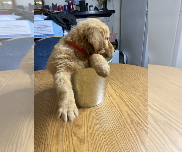 Medium Photo #2 Golden Retriever Puppy For Sale in BRANDON, FL, USA