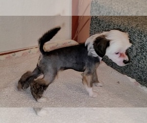 Chinese Crested Puppy for Sale in LAS VEGAS, Nevada USA