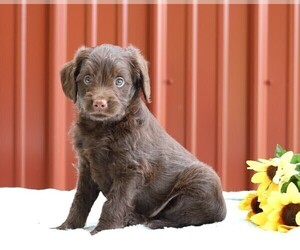 Labradoodle-Poodle (Miniature) Mix Puppy for sale in FREDERICKSBG, OH, USA