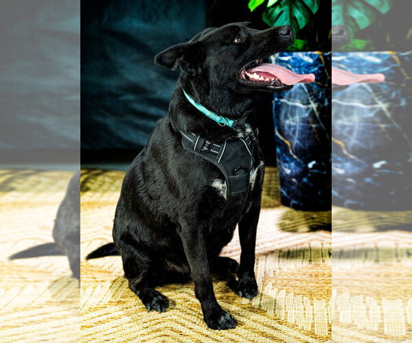 Medium Photo #12 Mutt Puppy For Sale in Cedar Crest, NM, USA