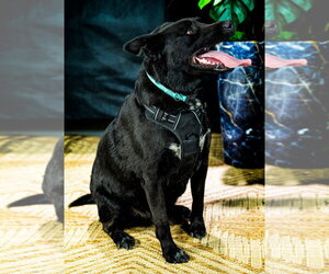Dino - Male Mutt Dog for Adoption - Photo #12