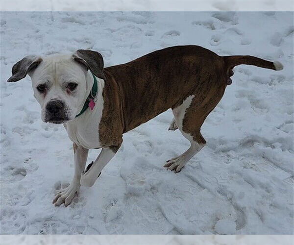 Medium Photo #1 Boxer-Unknown Mix Puppy For Sale in Springfield, MA, USA