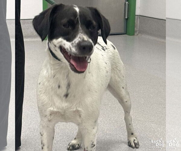 Medium Photo #2 Retriever -Spaniel Mix Puppy For Sale in Washington, DC, USA