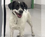 Small #1 Retriever -Spaniel Mix