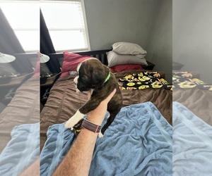 Boxer Puppy for sale in BLOOMINGTON, IL, USA