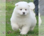Small Photo #5 Samoyed Puppy For Sale in BAXTER, TN, USA