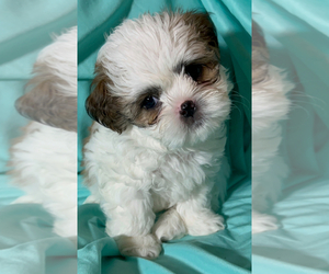 Shih Tzu Puppy for Sale in HILLSBOROUGH, New Jersey USA