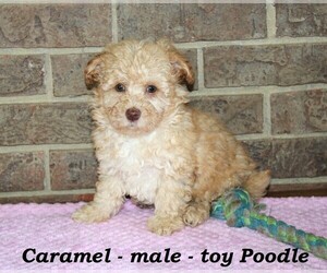 Poodle (Toy) Puppy for sale in CLARKRANGE, TN, USA