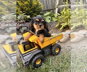 Cavalier King Charles Spaniel Puppy for sale in MIDDLEBURY, IN, USA