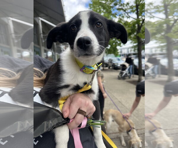 Medium Photo #4 Border Collie-Boxer Mix Puppy For Sale in Germantown, OH, USA