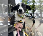 Small #3 Border Collie-Boxer Mix