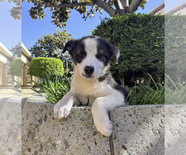 Medium Photo #2 Border-Aussie Puppy For Sale in Fresno, CA, USA