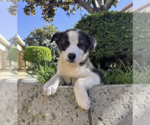 Small #1 Border-Aussie