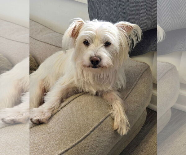 Medium Photo #1 Silky Terrier-Unknown Mix Puppy For Sale in Cliffwood, NJ, USA