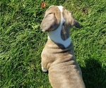 Small #2 American Bully Mikelands 