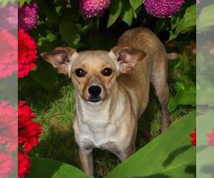 Chihuahua Dogs for adoption in San Diego, CA, USA