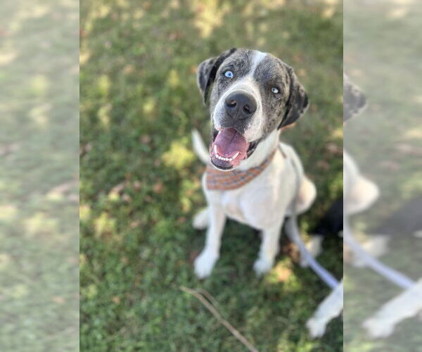 Medium Photo #4 Great Dane-Unknown Mix Puppy For Sale in Bullard, TX, USA