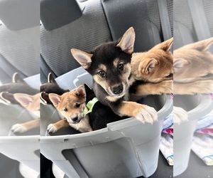 Shiba Inu Puppy for sale in LOS ANGELES, CA, USA