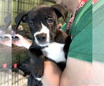 Small #1 Labrador Retriever-Retriever  Mix