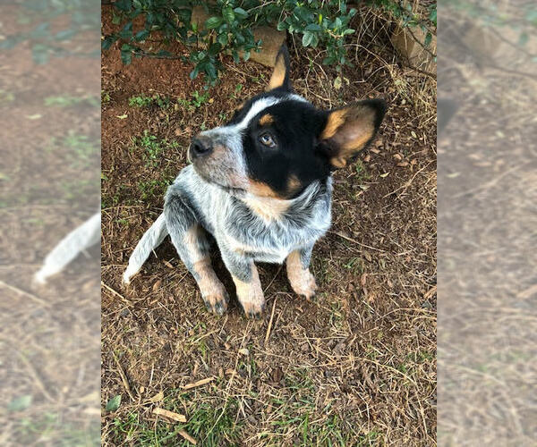 Medium Photo #3 Australian Cattle Dog Puppy For Sale in CARTERSVILLE, GA, USA