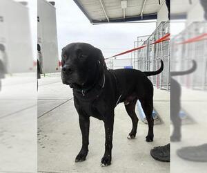 German Shepherd Dog Dogs for adoption in Bakersfield, CA, USA